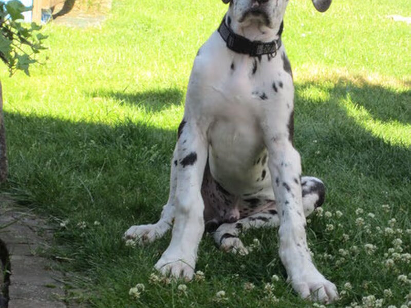 Duitse Dog, zwart zwart wit