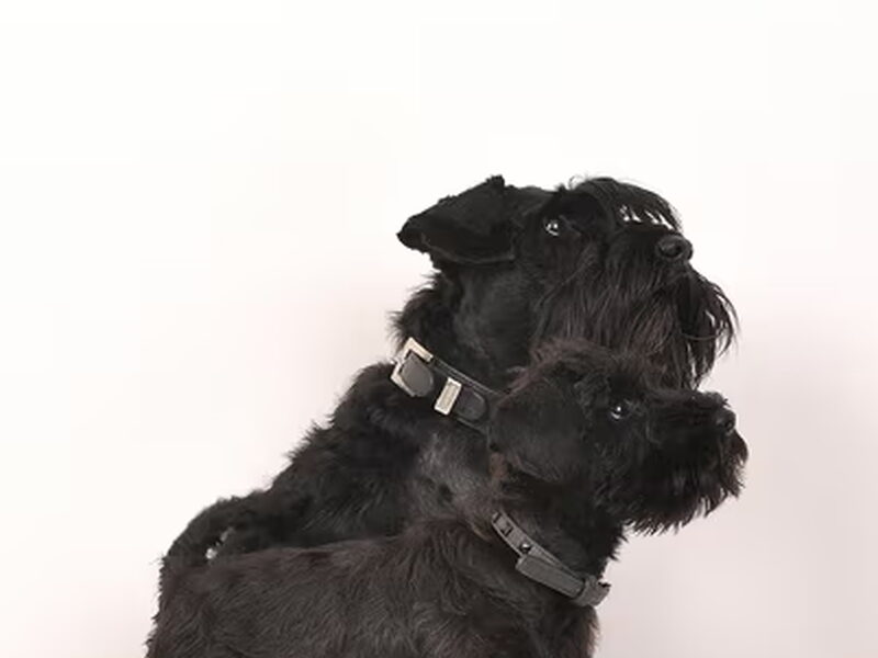 Dwergschnauzer, zwart