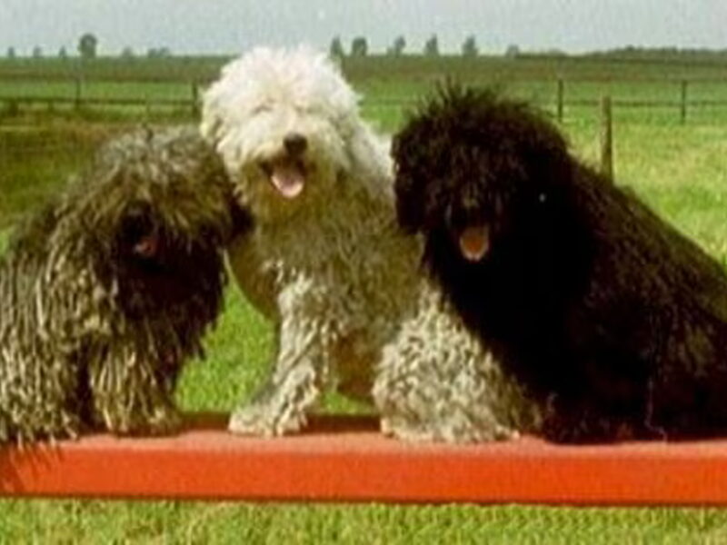 Puli, anders dan wit