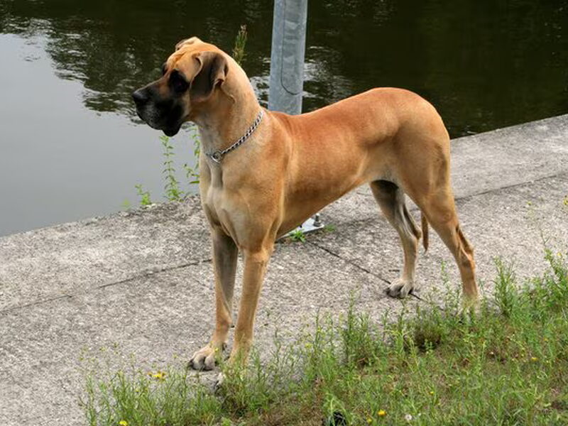 Duitse Dog, geel gestroomd