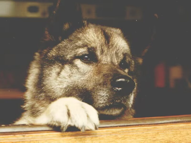 Noorse Elandhond Grijs