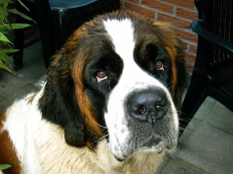 Sint Bernhard