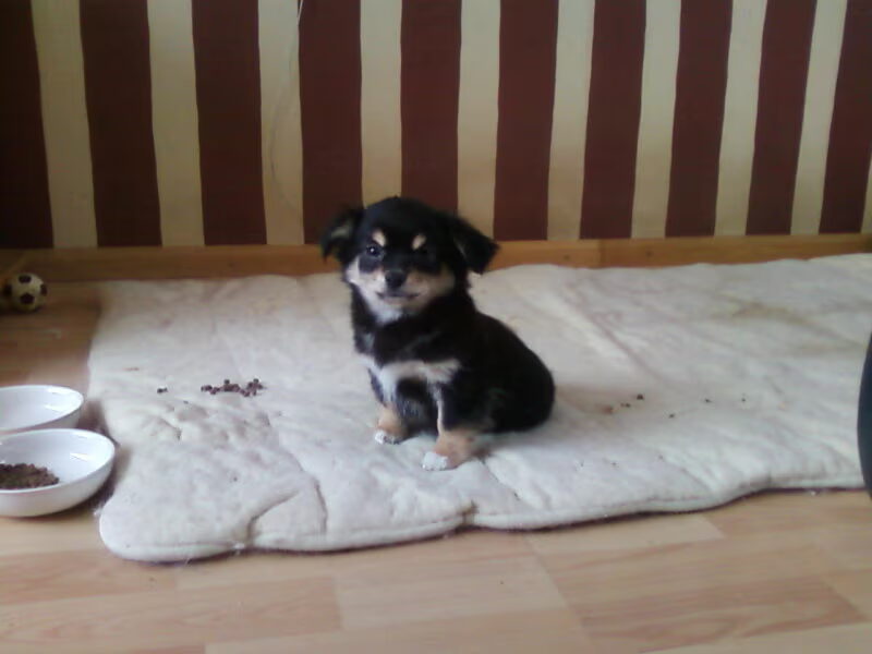 08-01-2010 & 09-01-2010 - Gizmo's eerste daagjes!