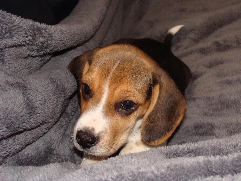 Oliver onze nieuwe Beagle pup.