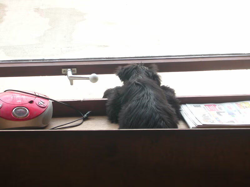 onze briardpups