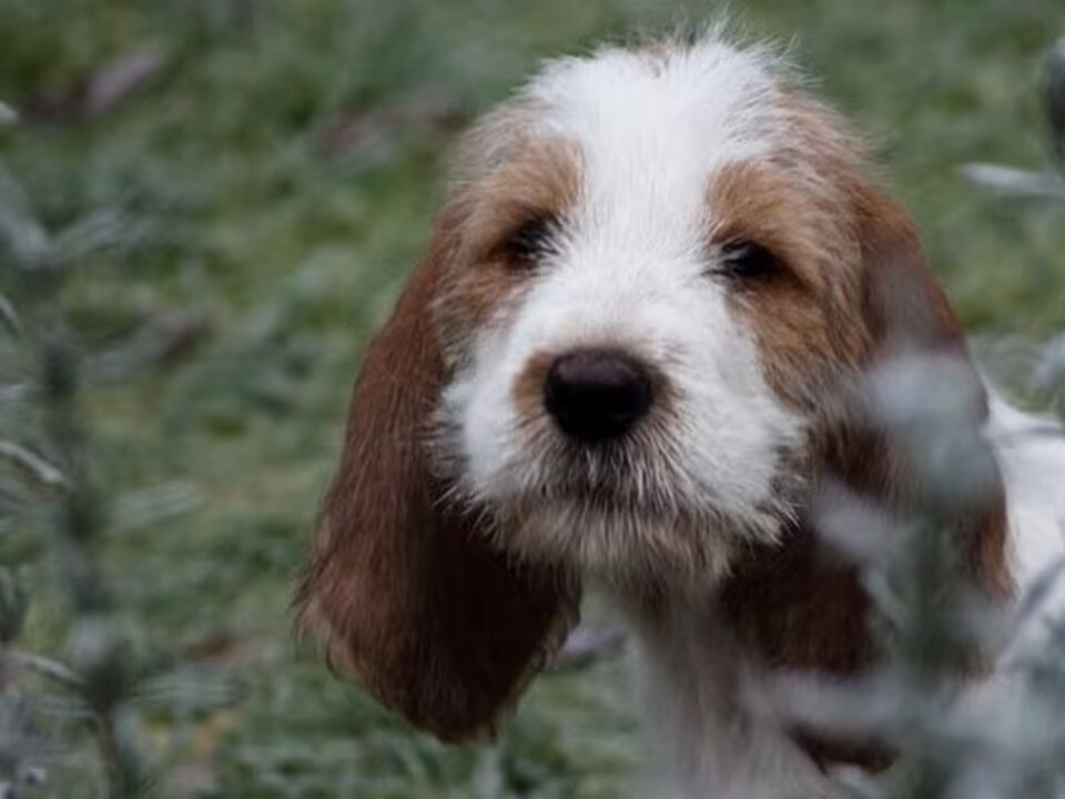 Grands Bassets Griffons Vendéens