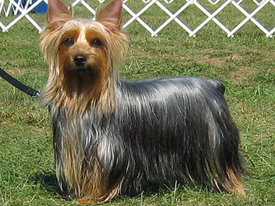 Silky Terrier