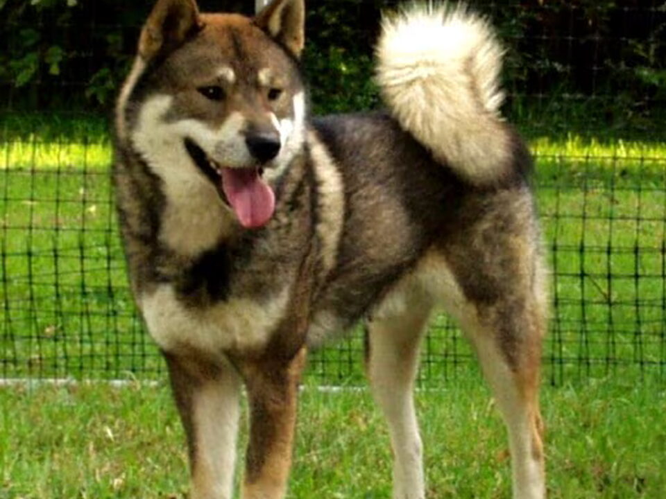 Shikoku