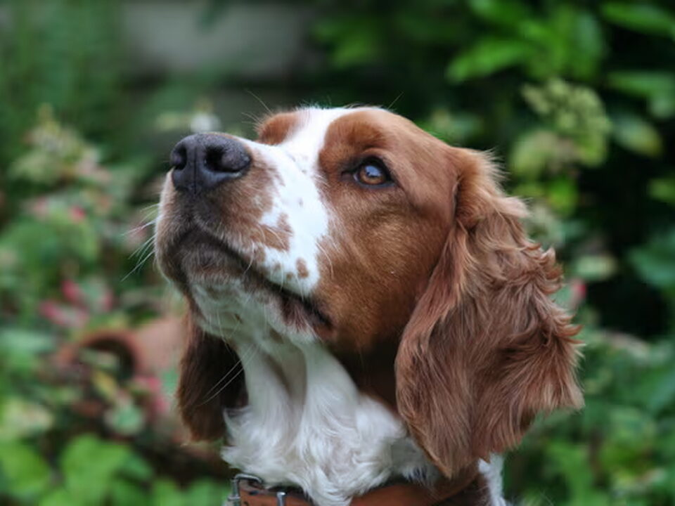 Welsh Springer Spaniel