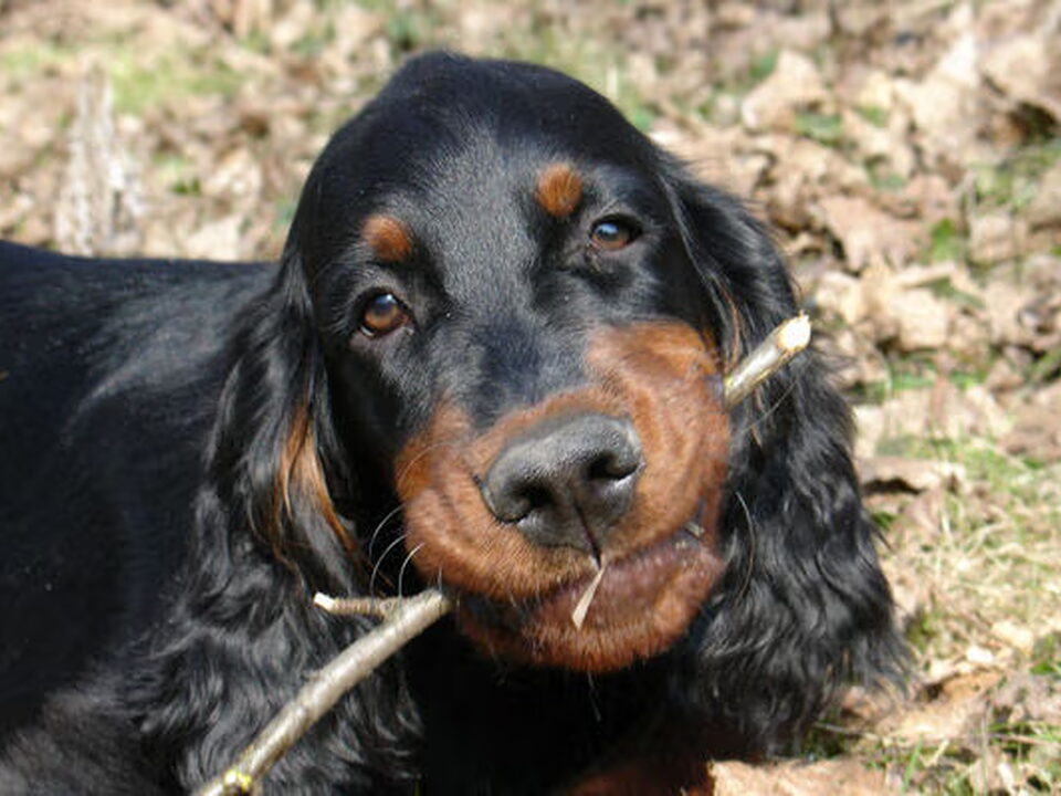 Gordon Setter