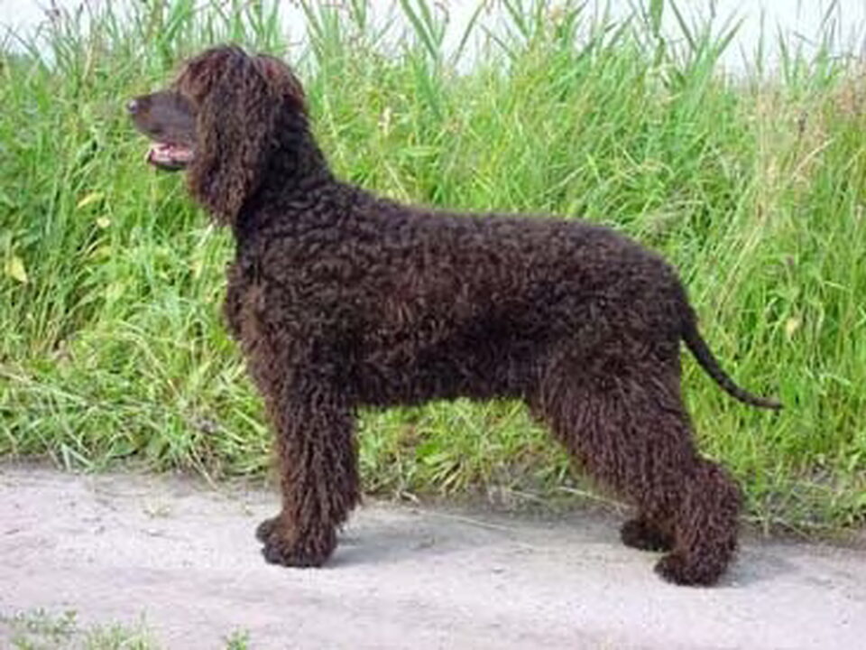 Ierse Waterspaniel