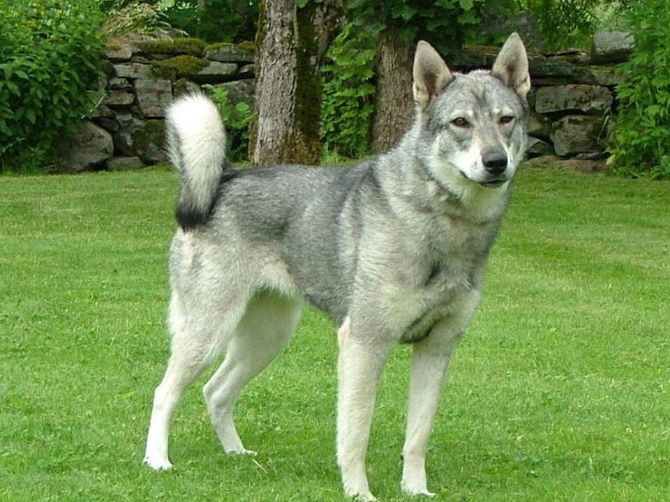 Jamthund