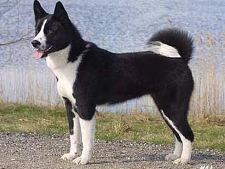 Karelische Berenhond