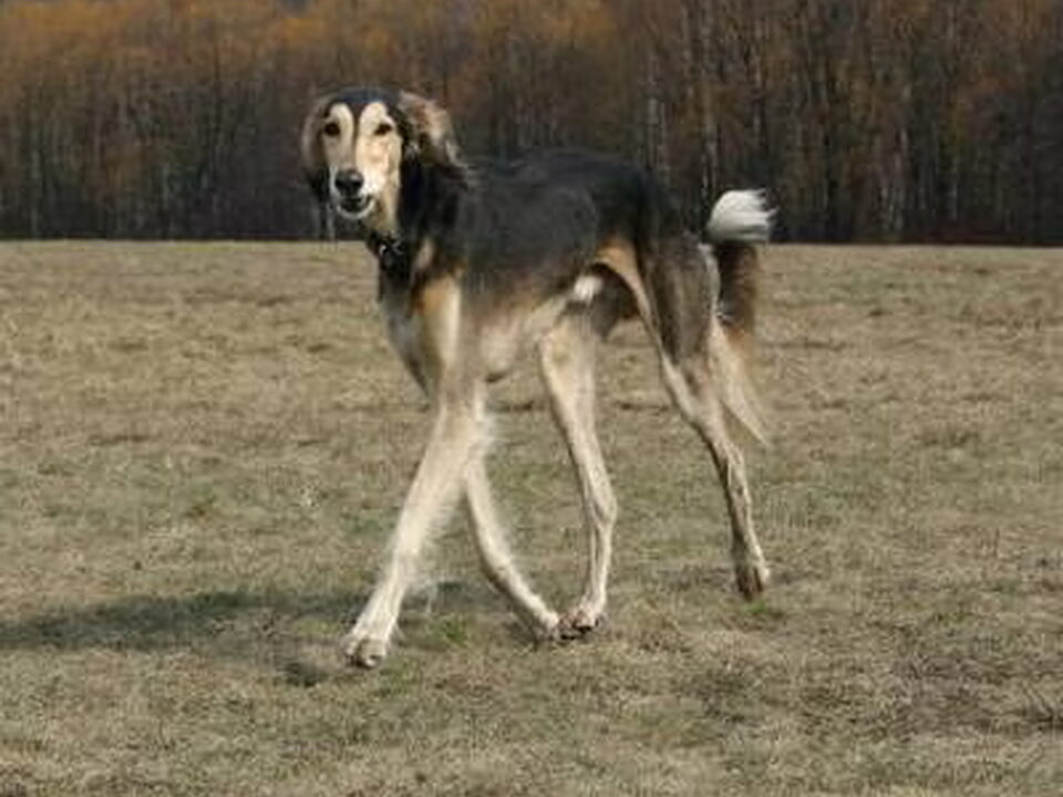 Saluki