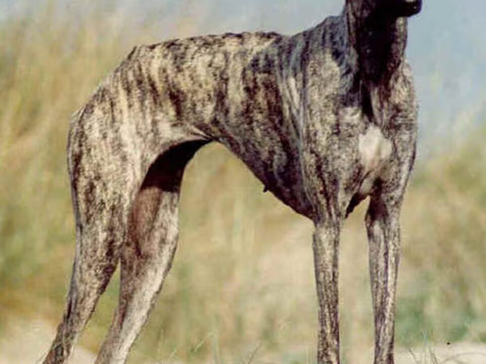 Sloughi