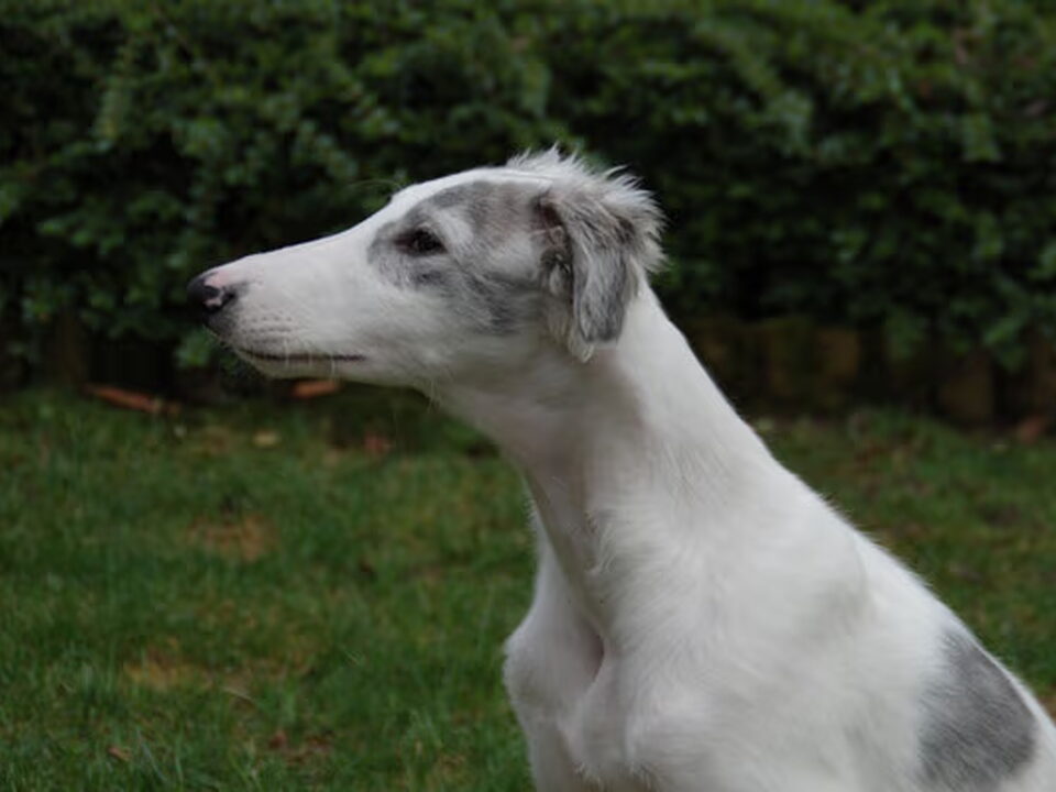 Barzoi