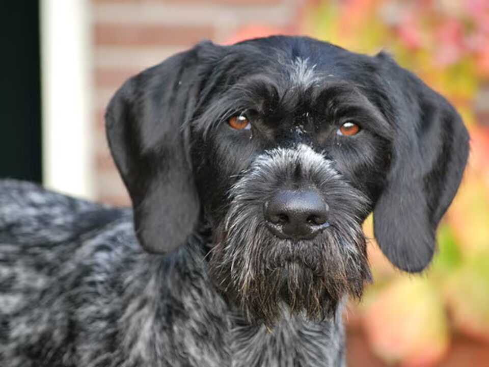 Duitse Staande Hond, Draadhaar