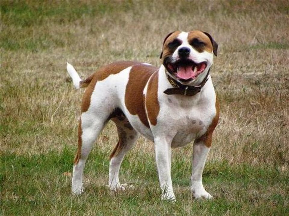 Staffordshire Bull Terrier
