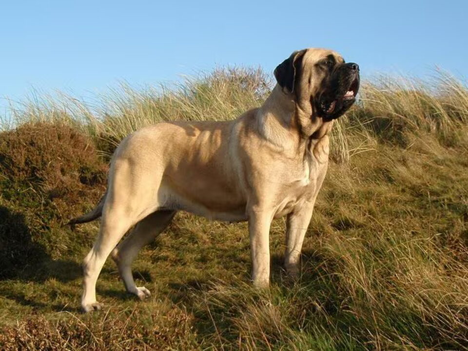 Old English Mastiff