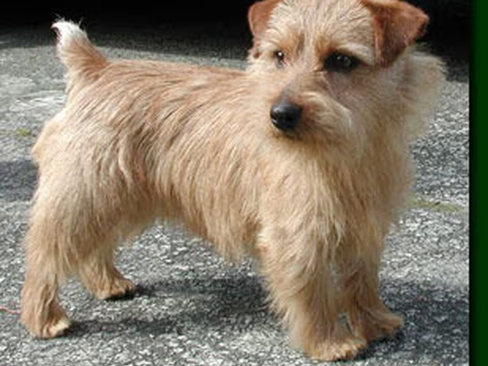 Norfolk Terrier