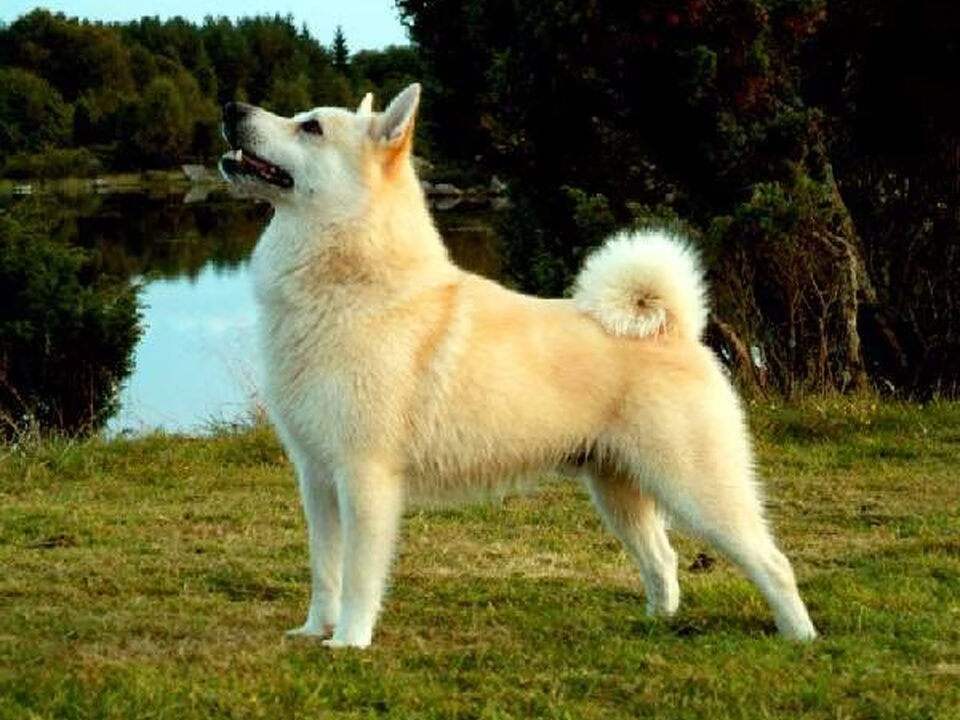 Noorse Buhund