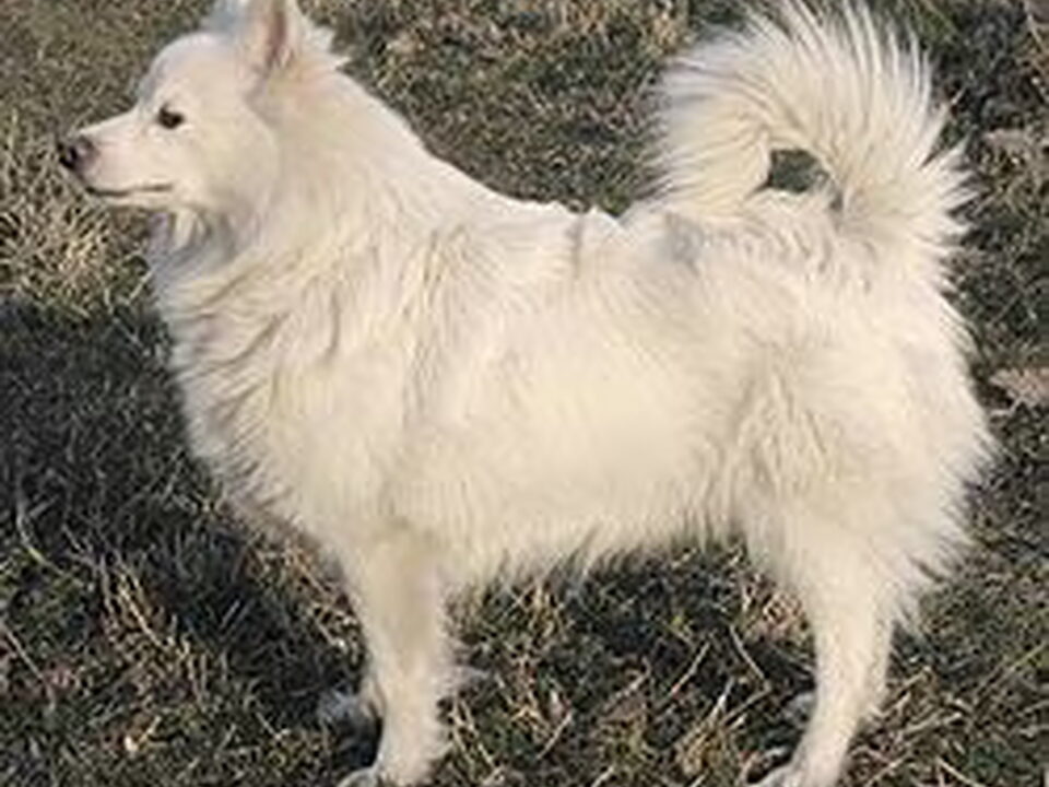 Keeshond, Grote