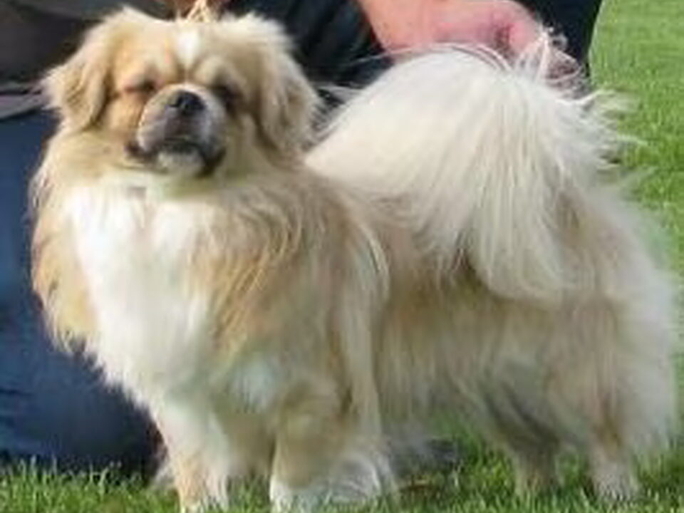 Tibetaanse Spaniel