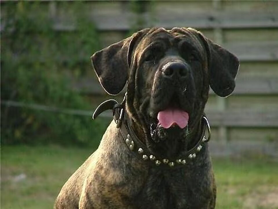 Fila Brasileiro