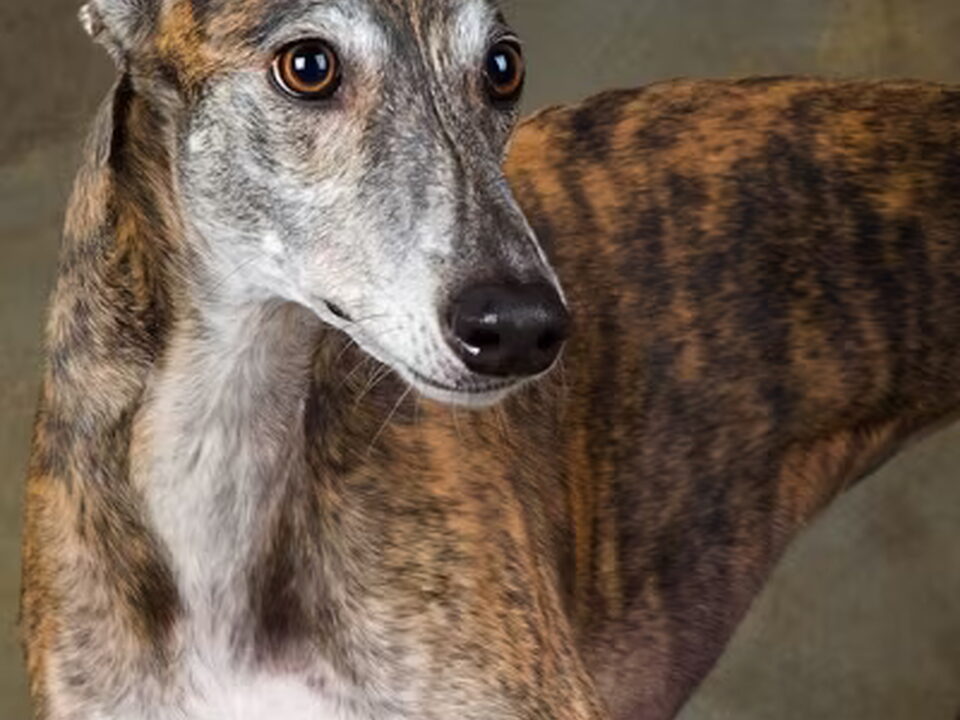 Greyhound