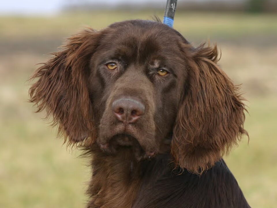 Duitse Staande Hond, Langhaar