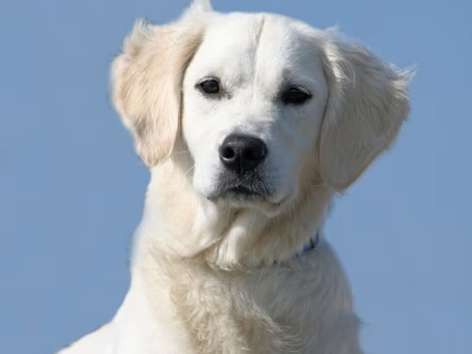 Golden Retriever