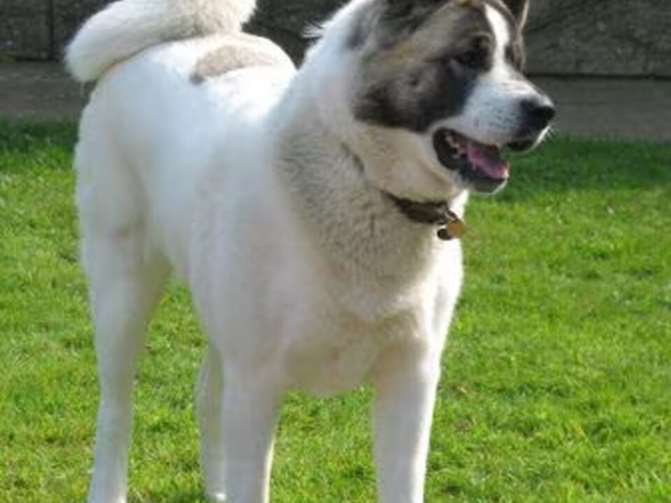 Great Japanese Dog