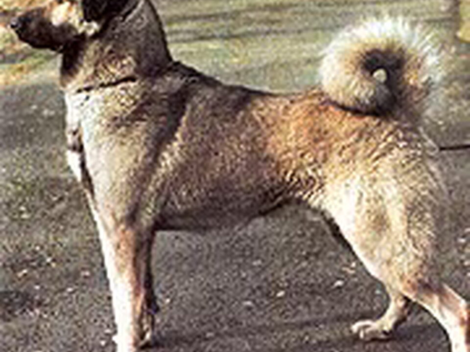 Anatolische herder
