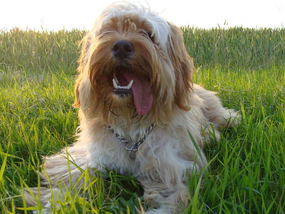 Tibetaanse Terrier