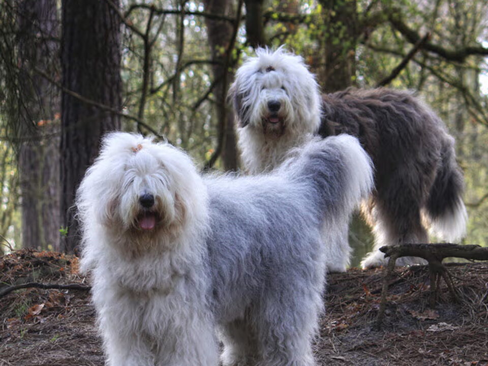 Old English Sheepdog