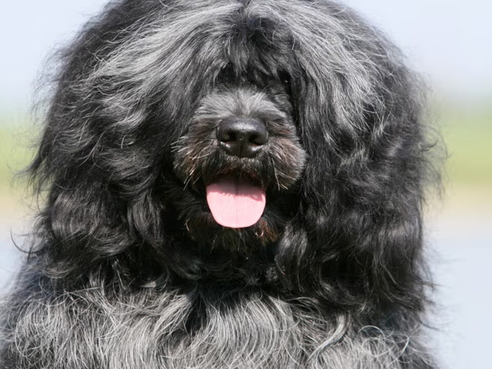 Portugese Waterhond