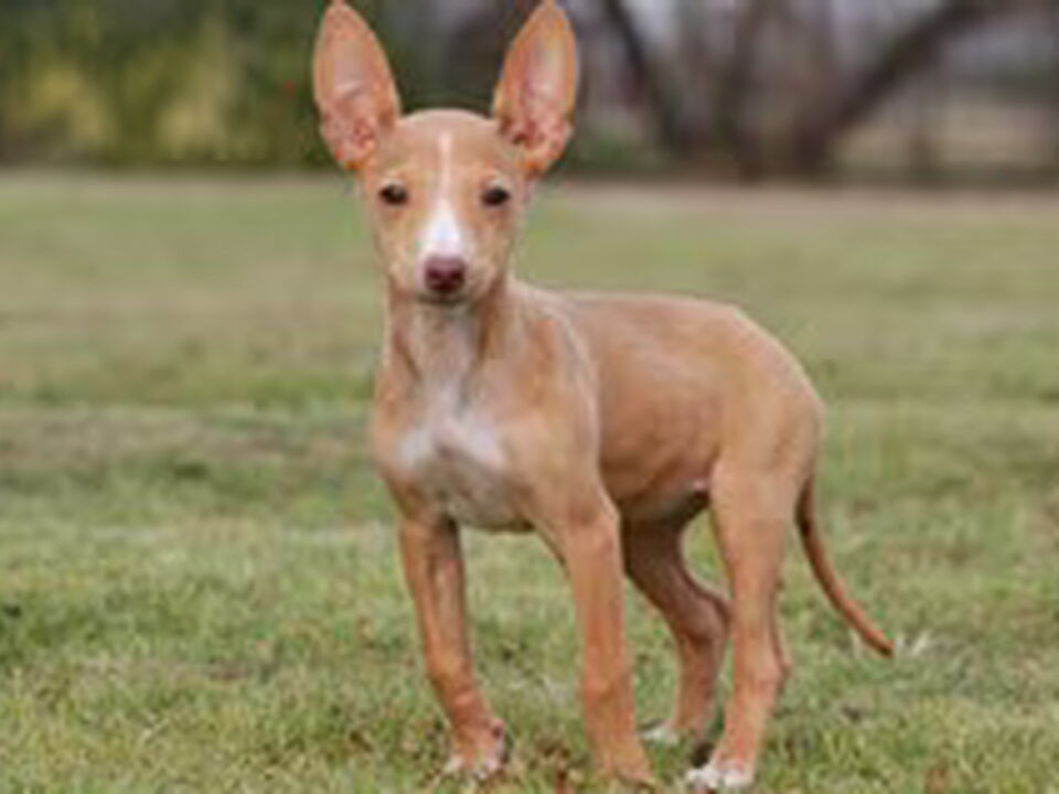 Cirneco dellEtna