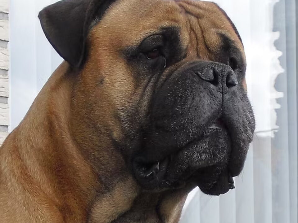 Bullmastiff
