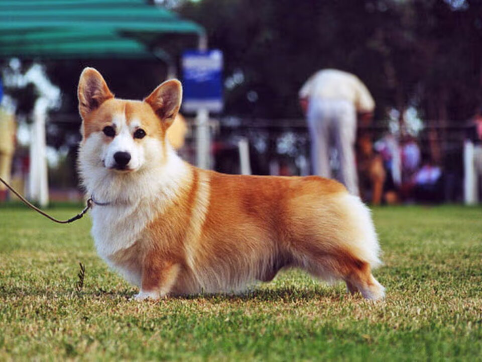Welsh Corgi Pembroke