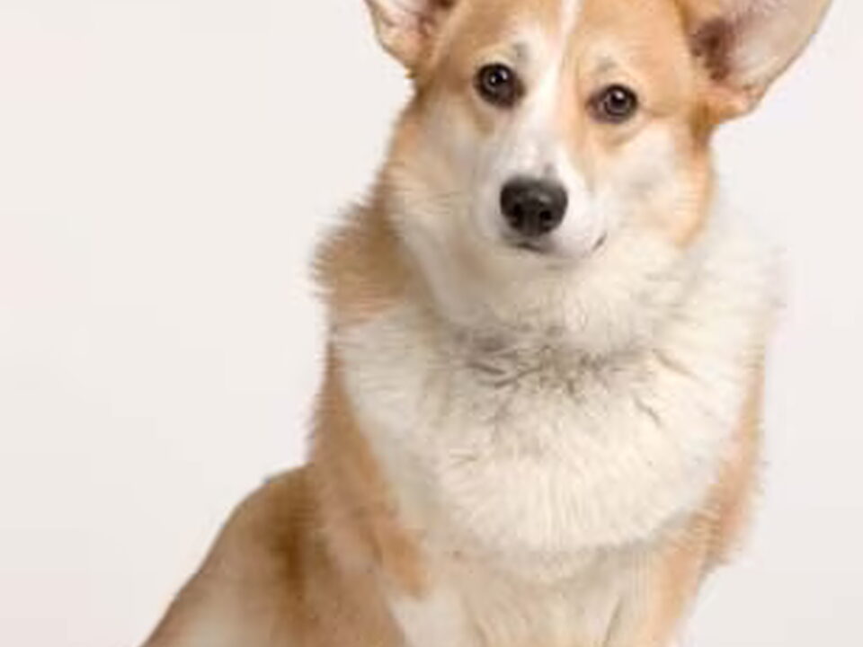 Welsh Corgi Cardigan