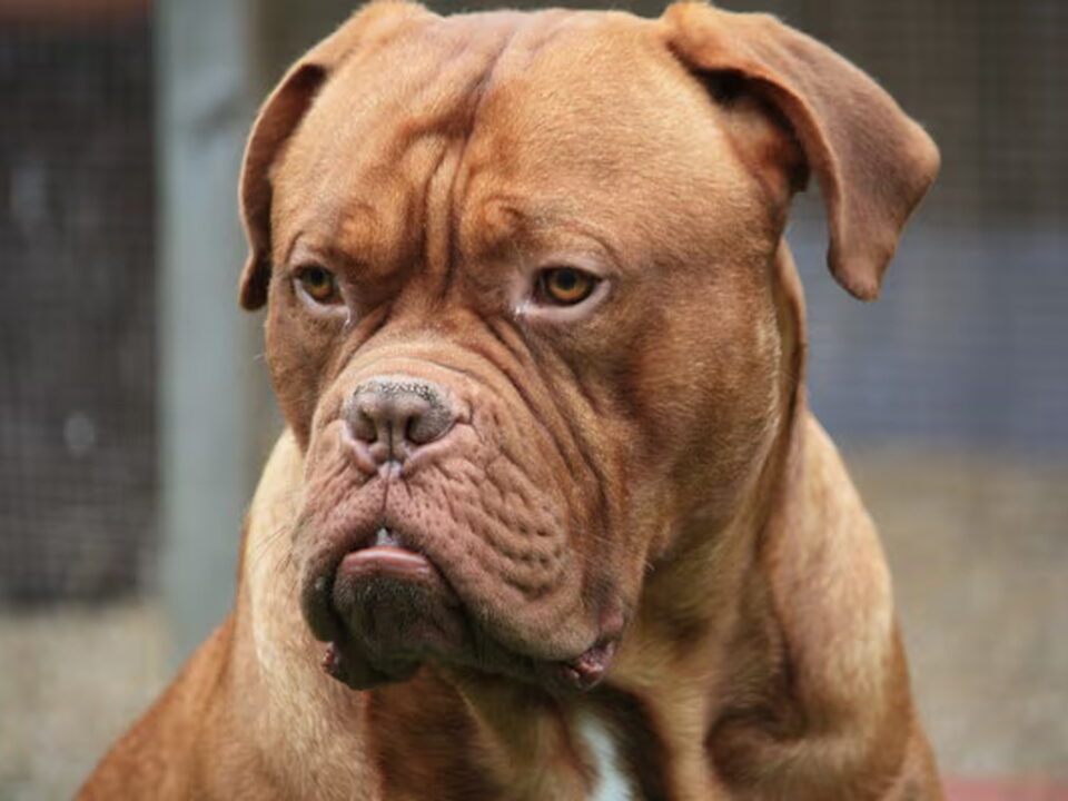 Bordeauxdog