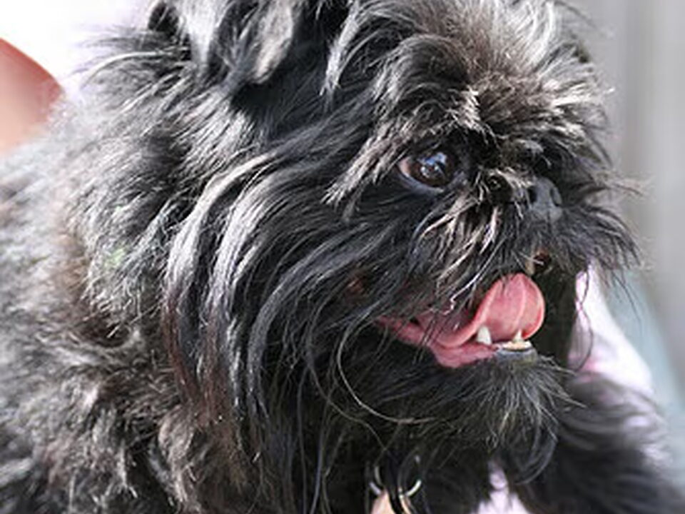 Griffon Bruxellois