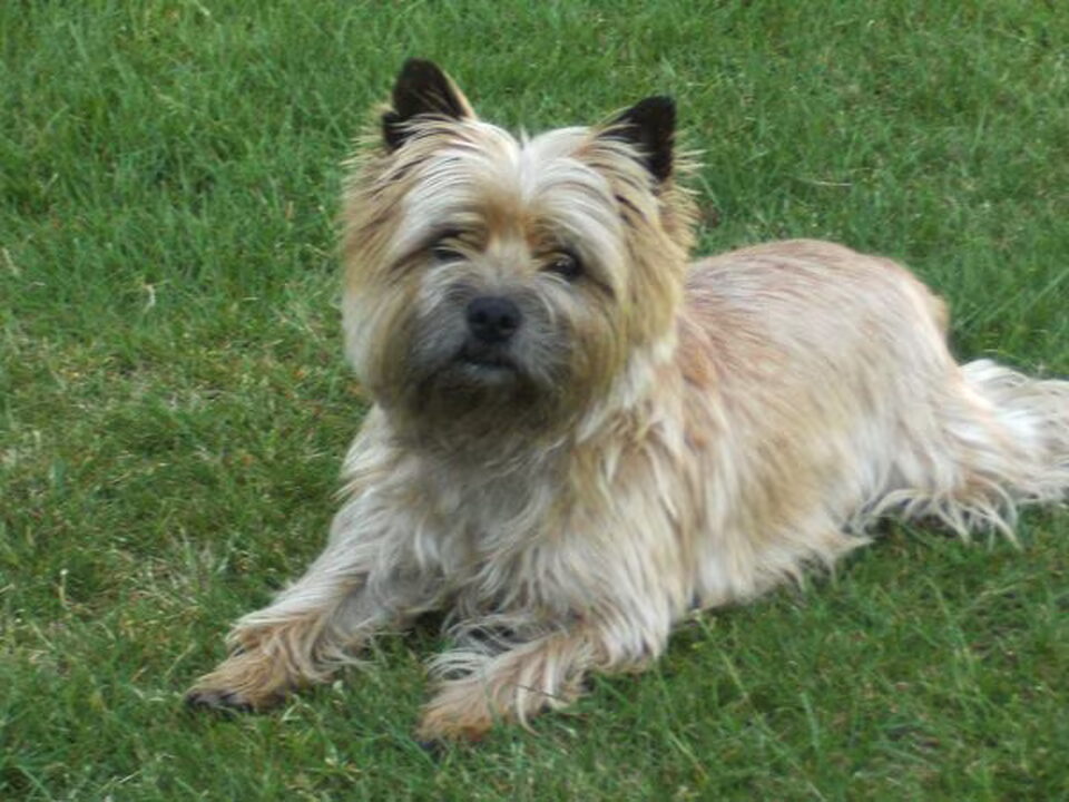 Cairn Terrier