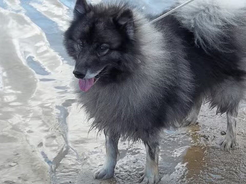 Keeshond, Grijze