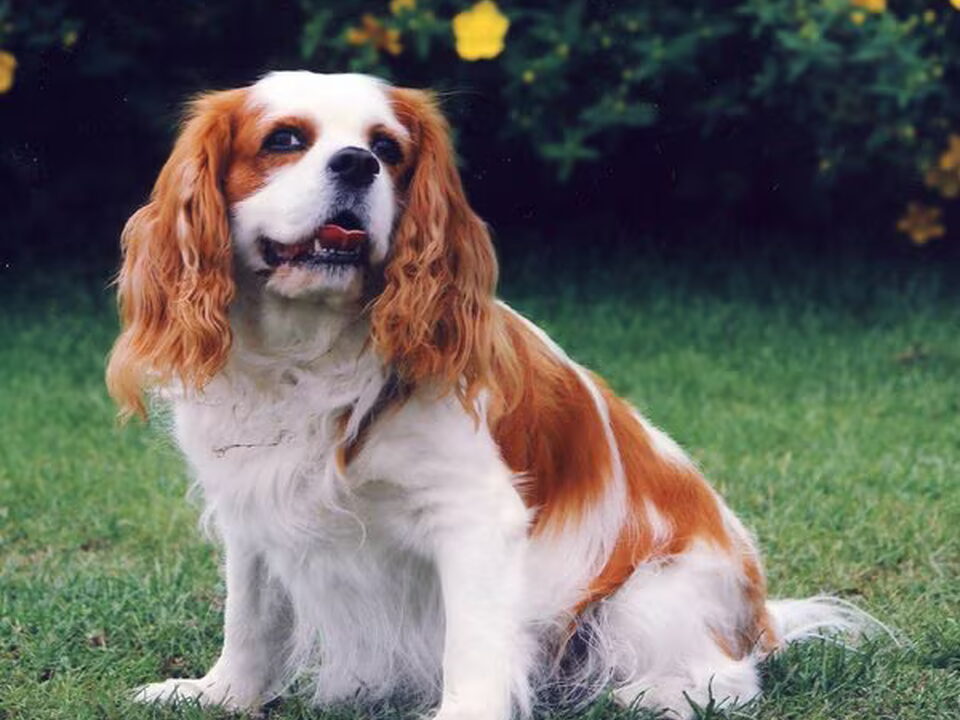 Cavalier King Charles Spaniel