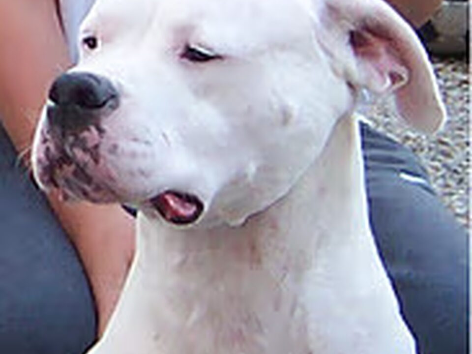 Dogo Argentino