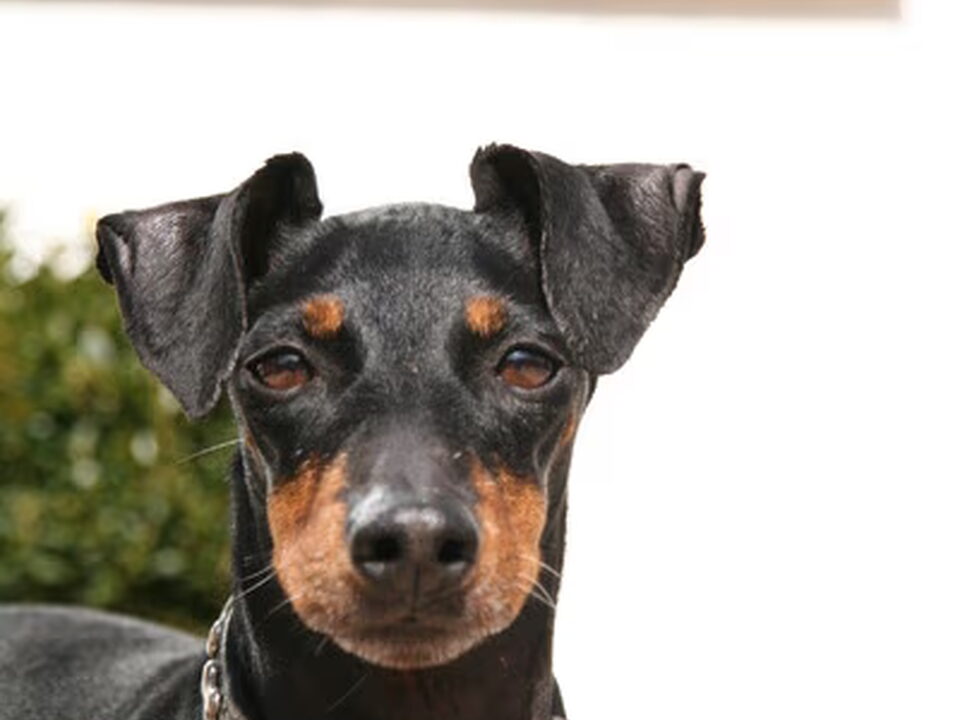 Manchester Terrier