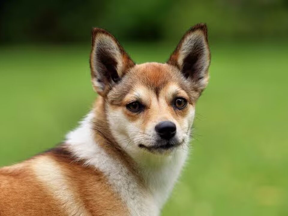 Noorse lundehond