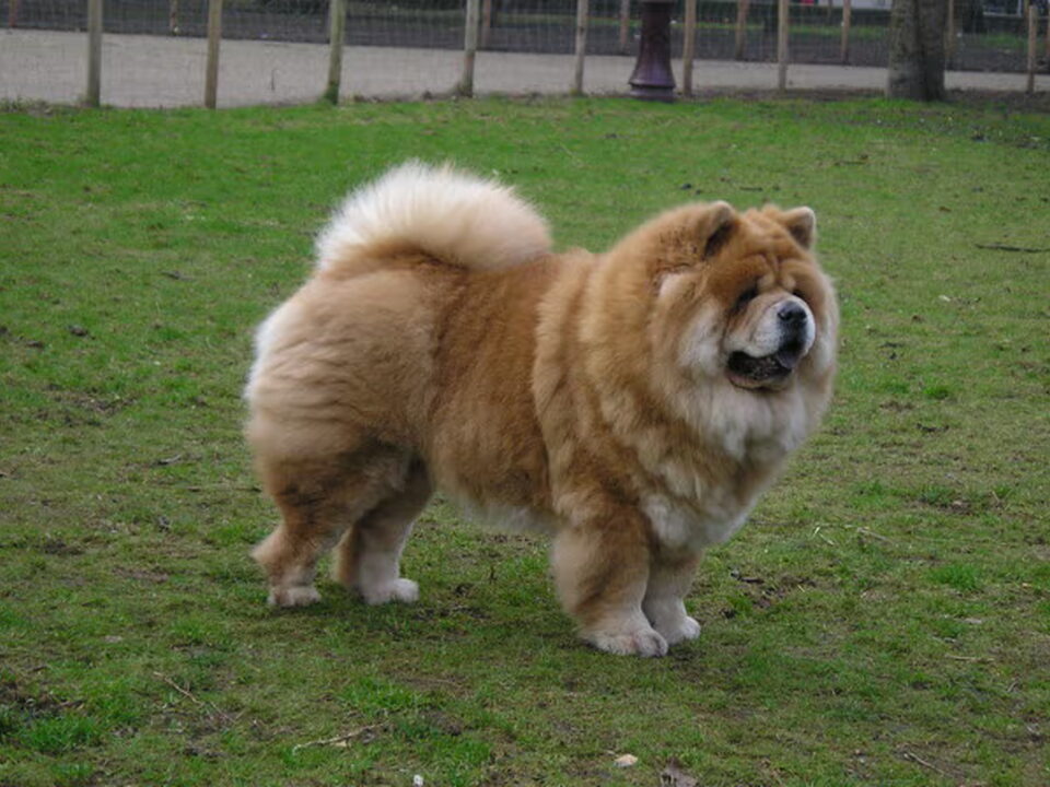 Chow chow