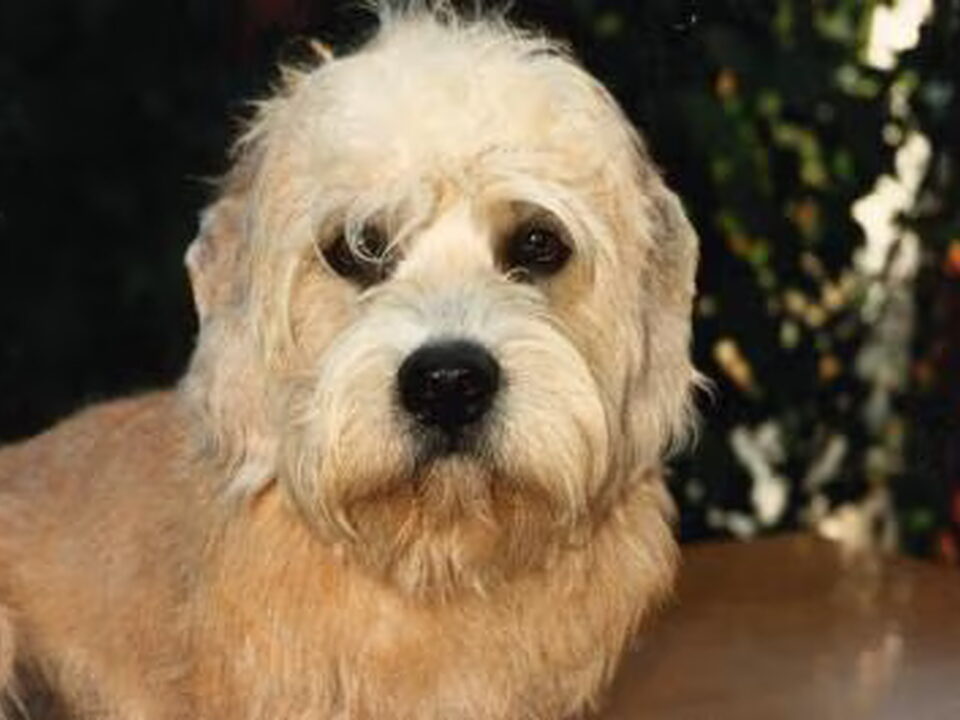 Dandie Dinmont Terriër